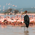 7N/8D Explore Kenya’s Iconic Destinations and Wildlife Safari  